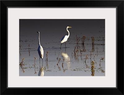 Early Morning Egrets 1