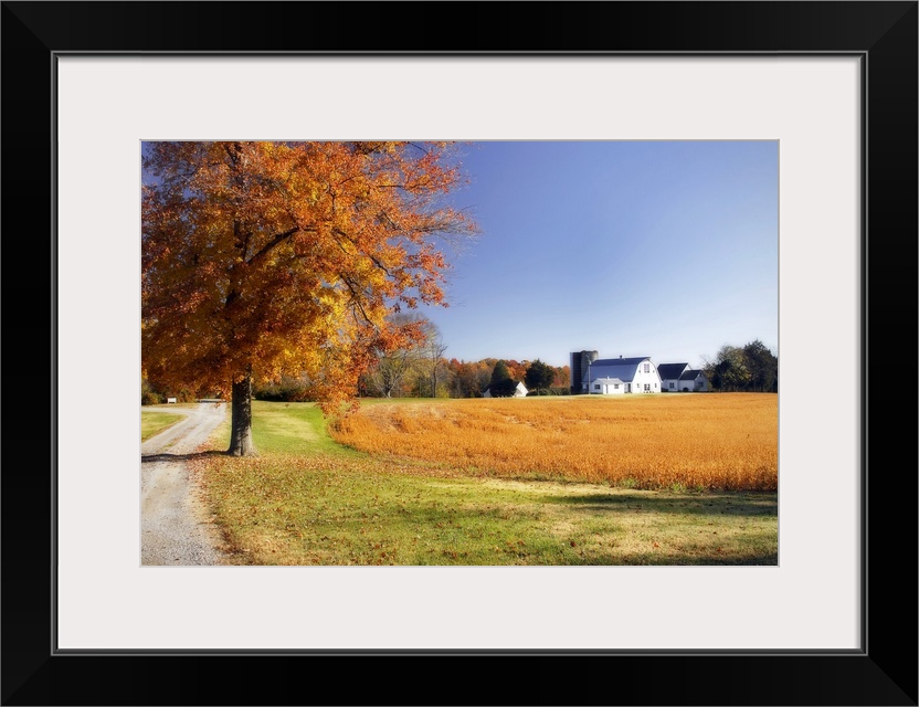 A farm house is photographed from a distance across an open field with a large autumn colored tree to the very left of the...