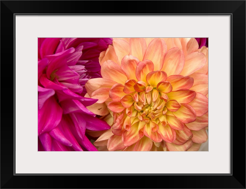 Two very brightly colored flowers with many curved petals side-by-side in a romantic bouquet.