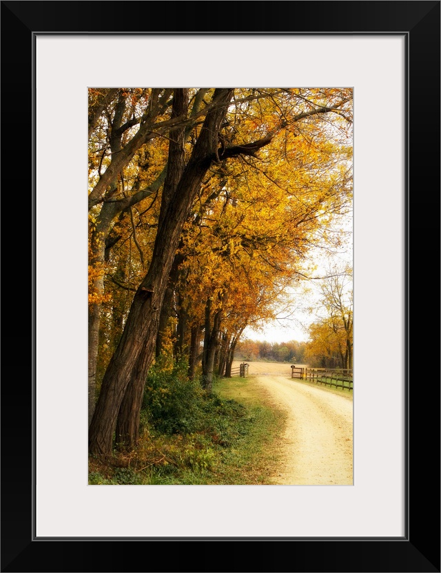 Big portrait photograph of a narrow dirt road running alongside partially bare trees with golden fall leaves, leading thro...