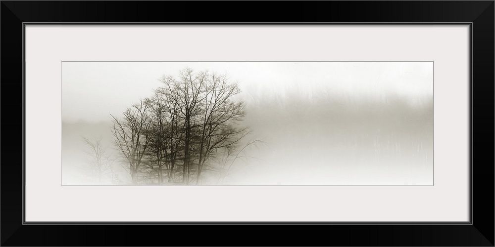 Eerie black-and-white panoramic photograph of the silhouettes of trees shrouded in fog.