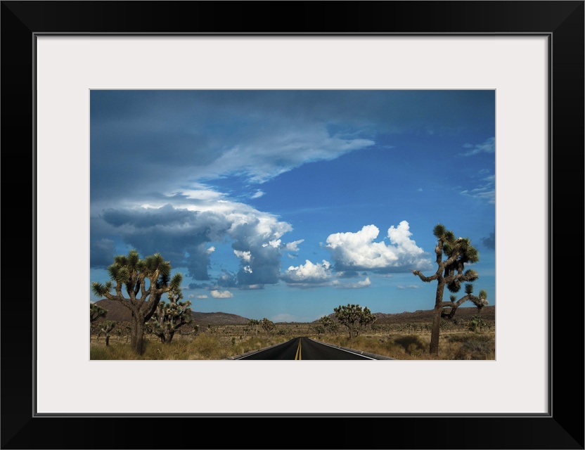 Joshua Tree National Park III