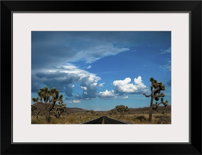 Joshua Tree National Park III