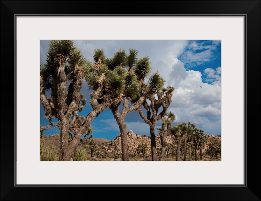 Joshua Tree V