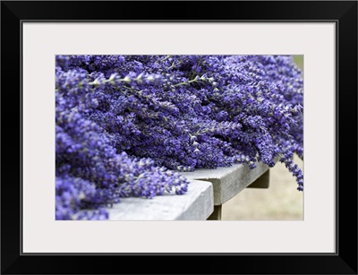 Lavender Harvest I