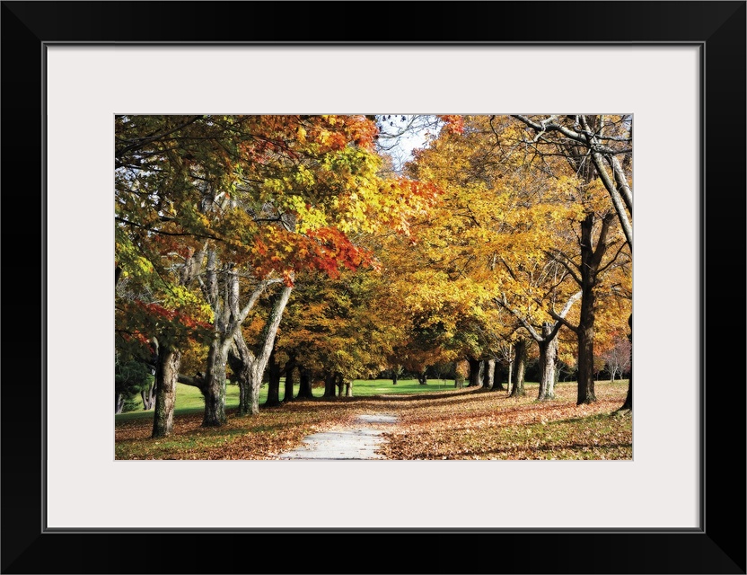 Canvas print of trees covered in fall foliage in a park with a path going through them and dead leaves on the ground.