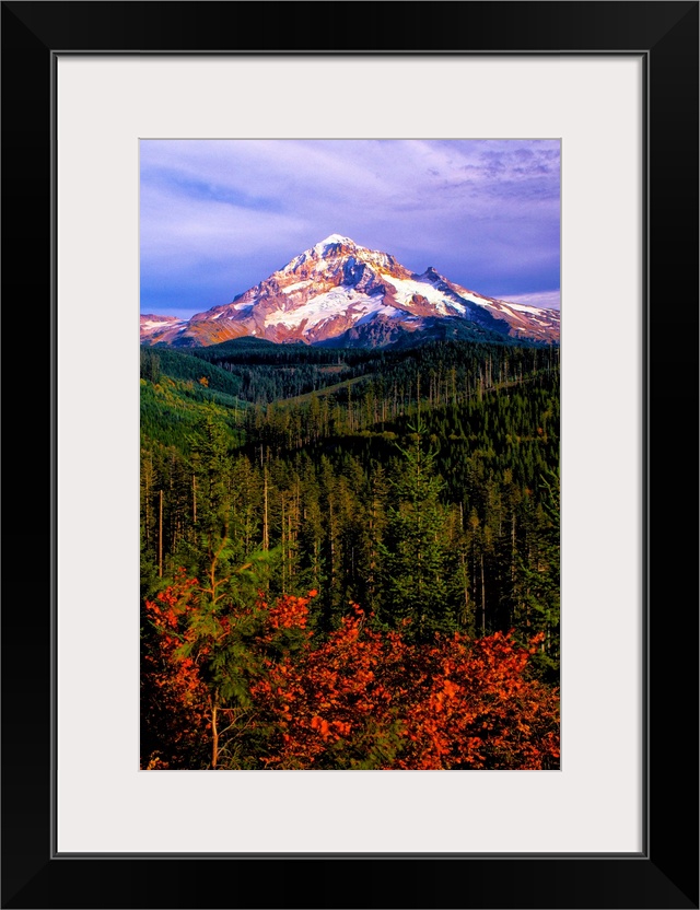 The snowy peak of Mount Hood visible over evergreen forests in Oregon.