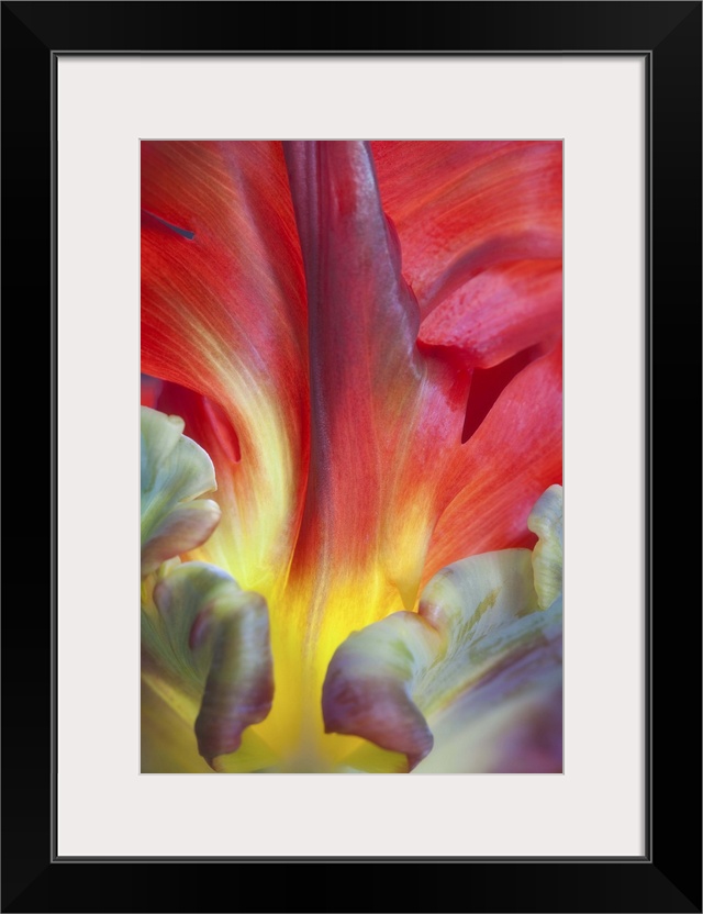 Close up of the colorful petals of a Parrot Tulip flower.