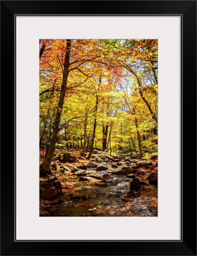 Colorful forest of tall trees in autumn.