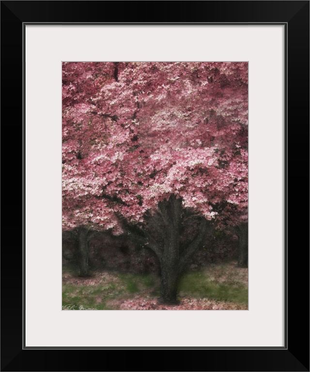 Pink Dogwood III