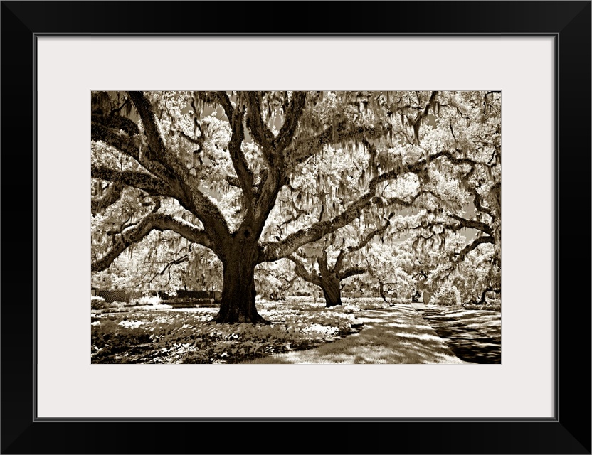 Black and white photography of a tall oak tree with large branches in a shady forest.