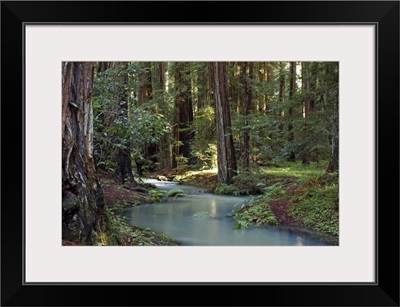 Redwood Forest I