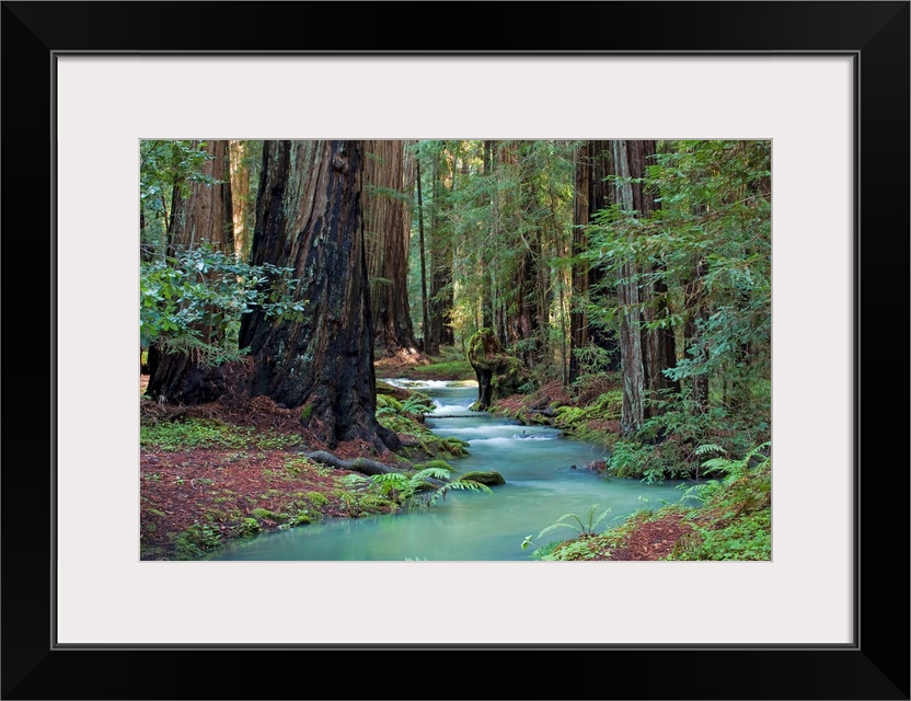 A small stream cuts through a thick forest and is lined by immense redwood trees.