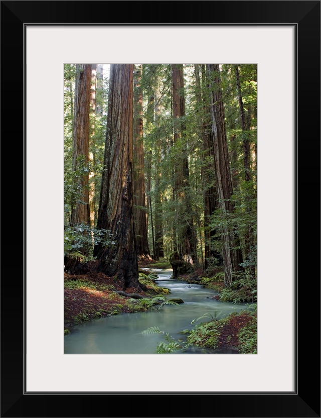 Redwood Forest III