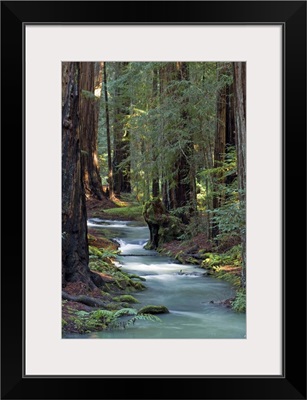 Redwood Forest IV