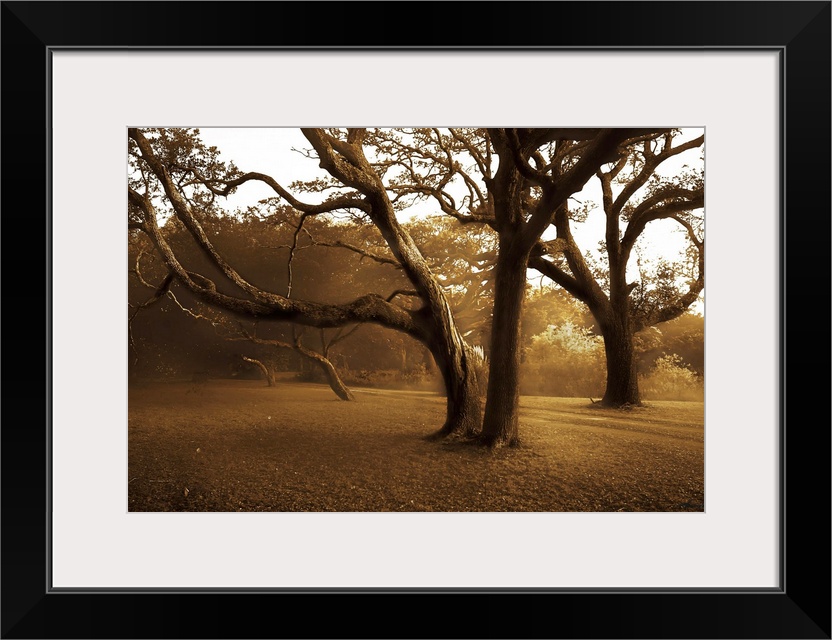 Photograph of huge trees in a park with forest in distance.  The sky is clear and the sun in peering through the big branc...