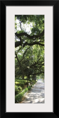 Savannah Sidewalk Panel II