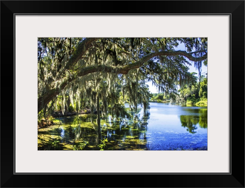 Shady oak trees reaching over a blue lake.