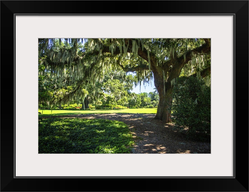 A mossy oak tree providing lots of shade over a walkway.