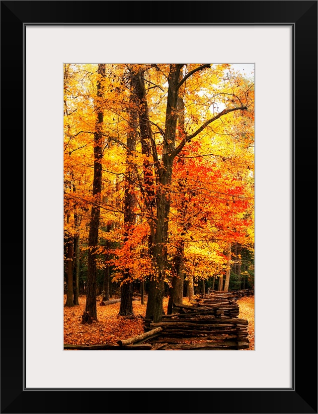 Handmade log fence in a jagged pattern lines the forrest as autumn leaves create a blanket of brilliant colors on the ground.