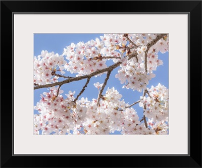 Spring Cherry Blossoms II