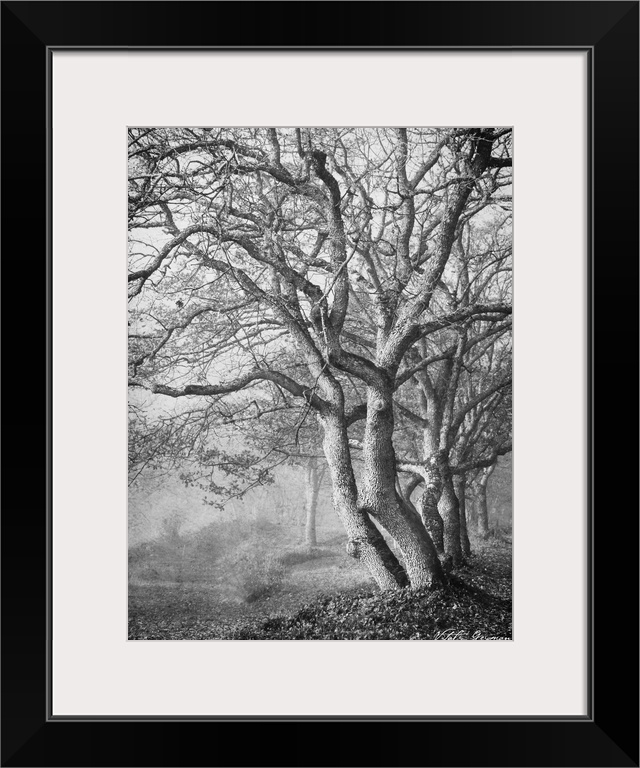 Tree in the Mist VI B