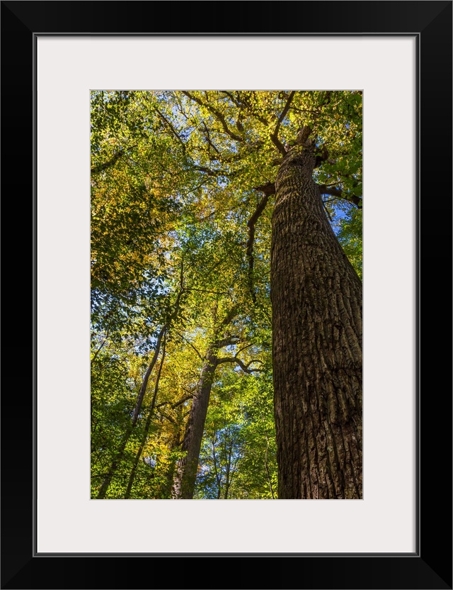 Tulip-Poplar Tree I