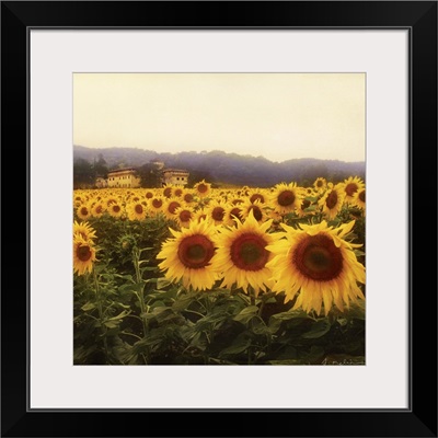 Tuscan Sunflowers