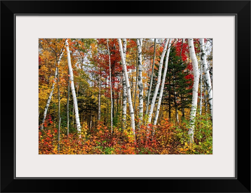 Fine art photography of multi colored birch trees in the Fall.
