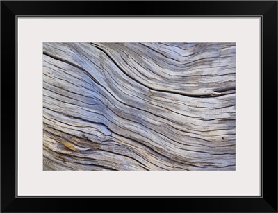 Weathered Wood III