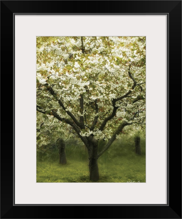 White Cherry Tree I