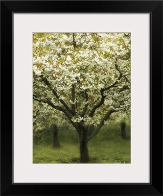 White Cherry Tree I