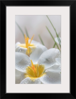 White Crocus Blossoms III