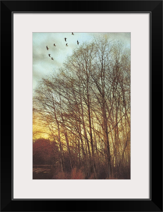 Decorative artwork for the home of large trees that are without their leaves and have a flock of birds flying above them.