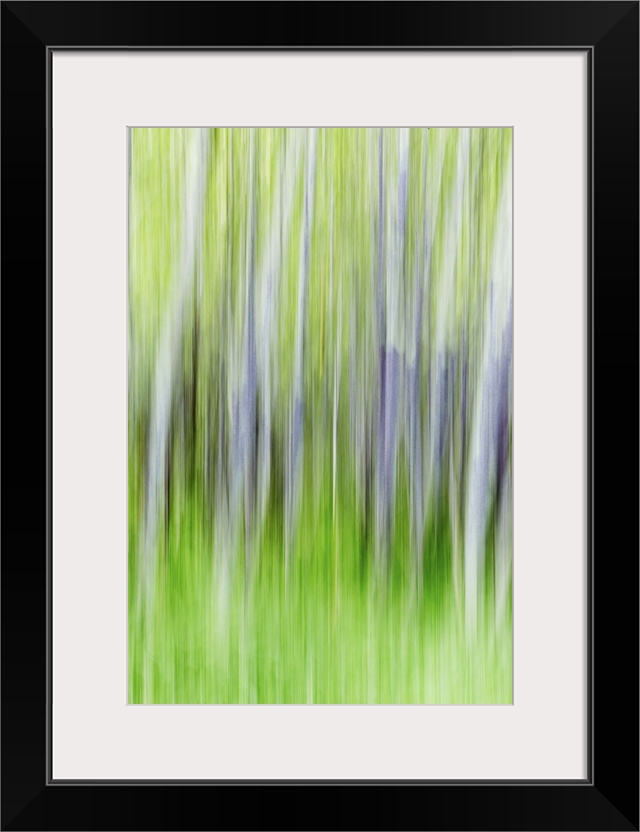 Blurred photo of aspen trees in a forest, creating an abstract image.