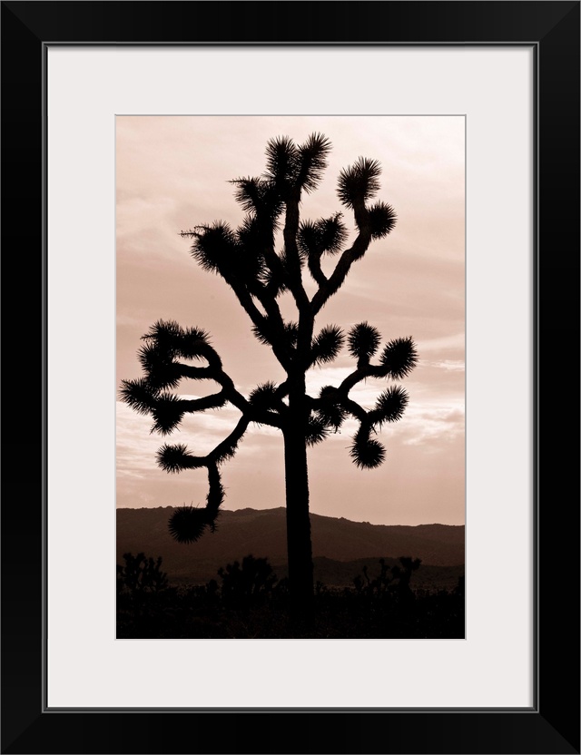 Yucca Brevifolia II