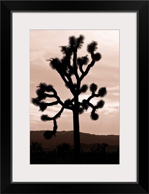 Yucca Brevifolia II