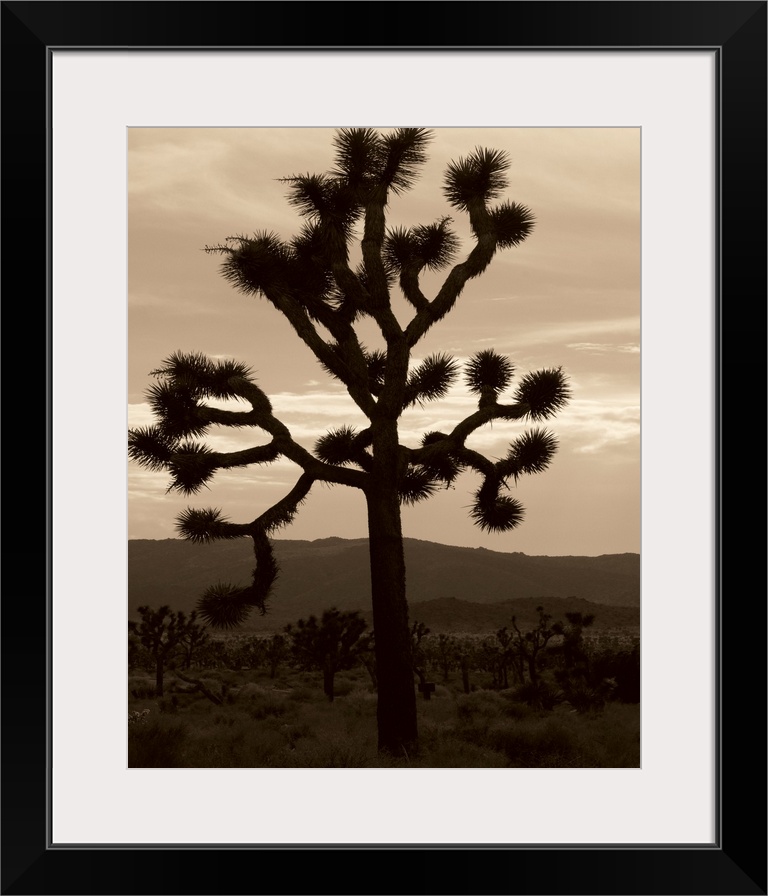 Yucca Brevifolia III