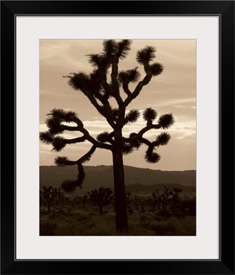 Yucca Brevifolia III