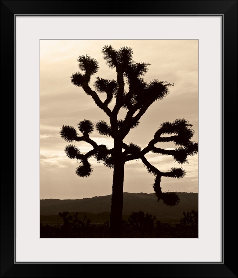 Yucca Brevifolia IV