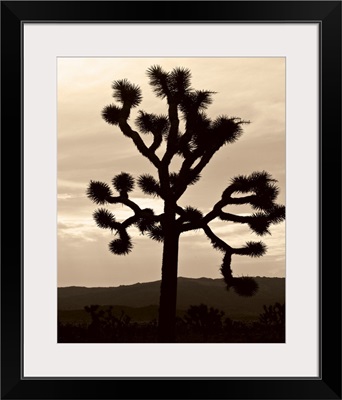 Yucca Brevifolia IV