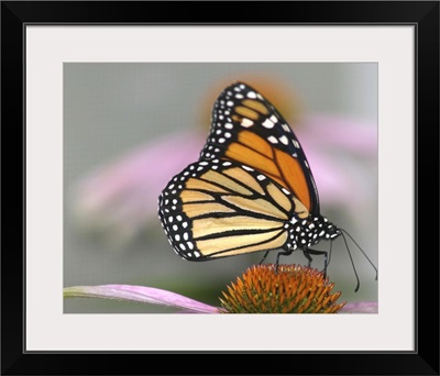 A beautiful monarch butterfly.