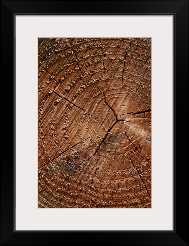 A close up of tree rings