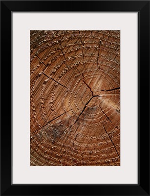 A close up of tree rings