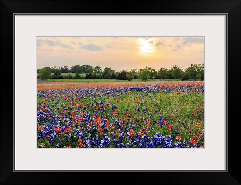 An open field at Old Settler's Park in Central Texas filled with Bluebonnets and Indian Paintbrushes. Shot during sunset w...