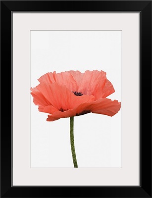 A giant pink poppy against white background