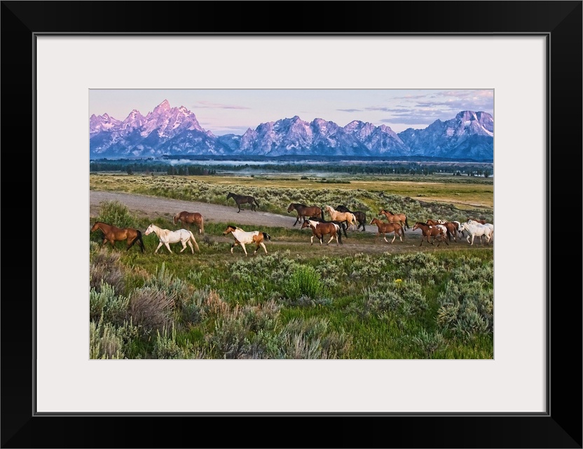 Big canvas photo of a group of horses walking through an open field with rugged mountains in the distance at sunset.