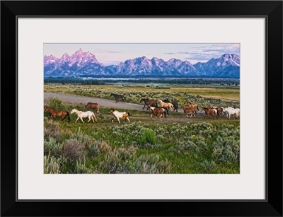 A herd of horses runs in front of the Grand Teton mountain range in rural Wyoming