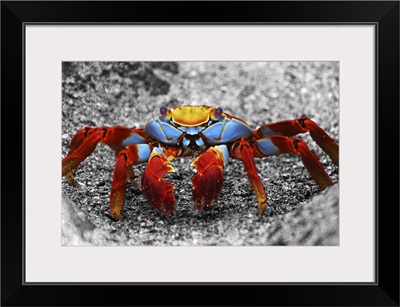 A Sally Lightfoot crab in Galapagos Islands, Ecuador