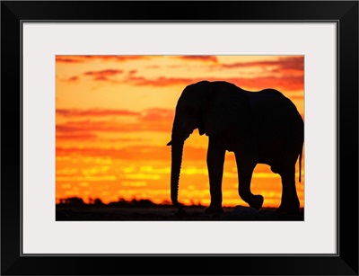 A Silhouette Of A Large Male African Elephant Against A Golden Sunset